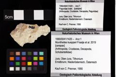 Foto (Objket + Etiketten) von Decapoda indet. 